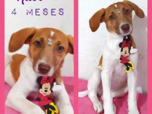 Cachorro raça Srd idade 2 a 6 meses nome Rubi