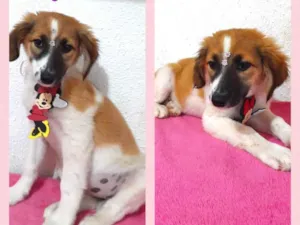 Cachorro raça Srd idade 2 a 6 meses nome Lua