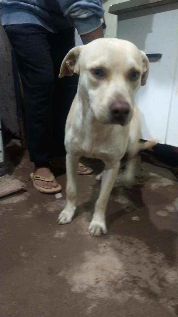 Cachorro ra a SDR idade 1 ano nome Tobias