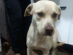 Cachorro raça SDR idade 1 ano nome Tobias