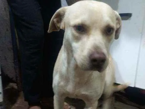 Cachorro ra a SDR idade 1 ano nome Tobias