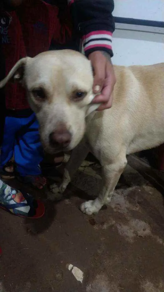 Cachorro ra a SDR idade 1 ano nome Tobias