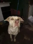 Tobias