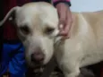 Tobias