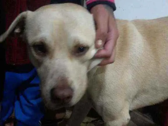 Cachorro ra a SDR idade 1 ano nome Tobias