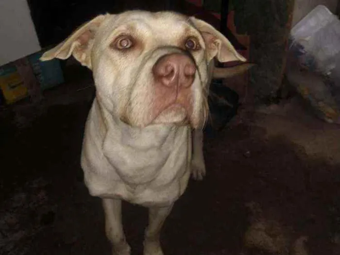 Cachorro ra a SDR idade 1 ano nome Tobias