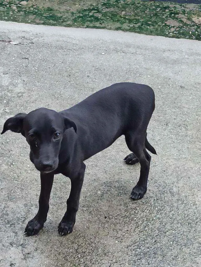 Cachorro ra a ... idade 2 a 6 meses nome apelidei de Sakura