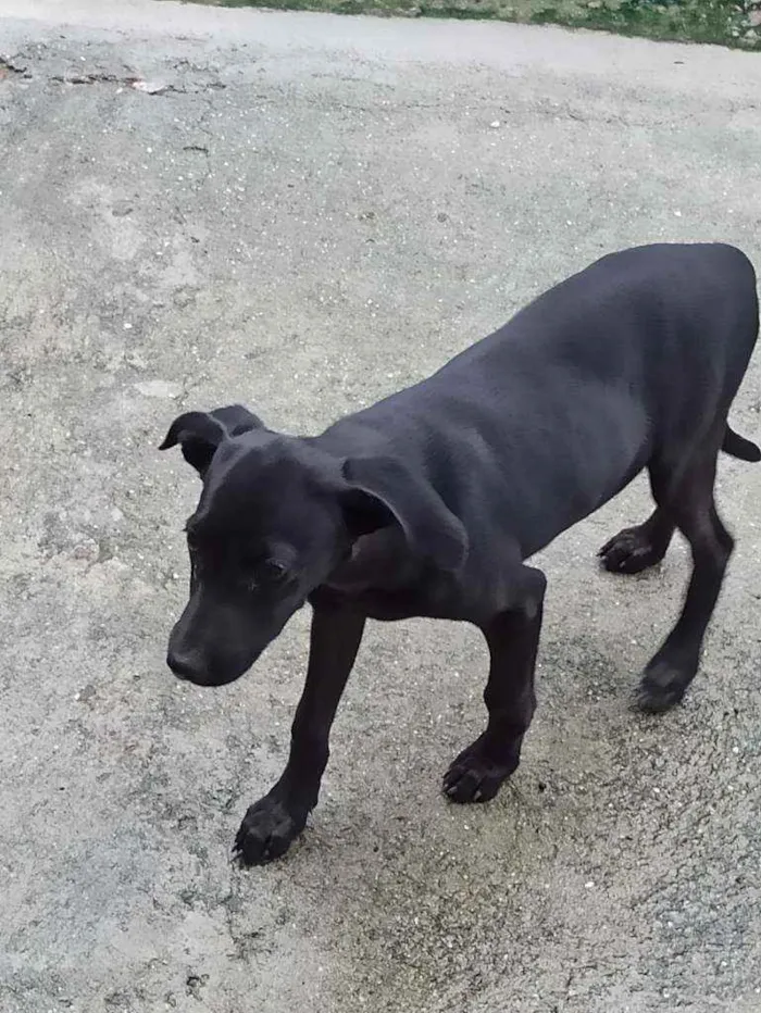 Cachorro ra a ... idade 2 a 6 meses nome apelidei de Sakura