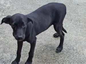 Cachorro raça ... idade 2 a 6 meses nome apelidei de Sakura