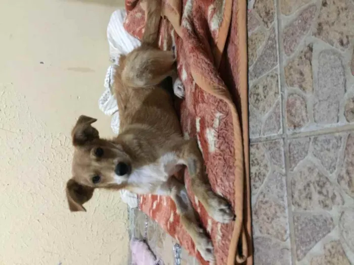 Cachorro ra a Sem raça definida  idade 2 a 6 meses nome Café