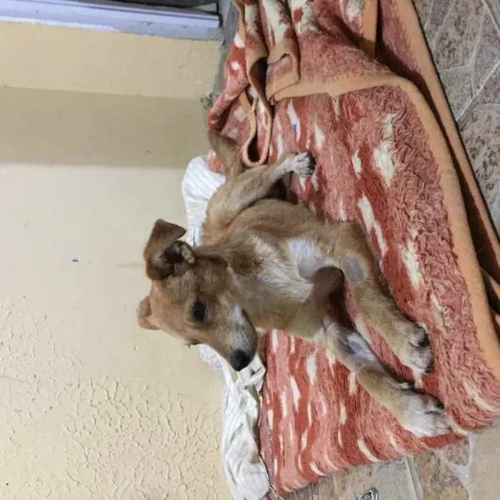 Cachorro ra a Sem raça definida  idade 2 a 6 meses nome Café