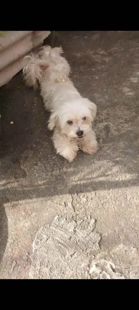 Cachorro ra a Poodle idade 6 ou mais anos nome FOFÃO