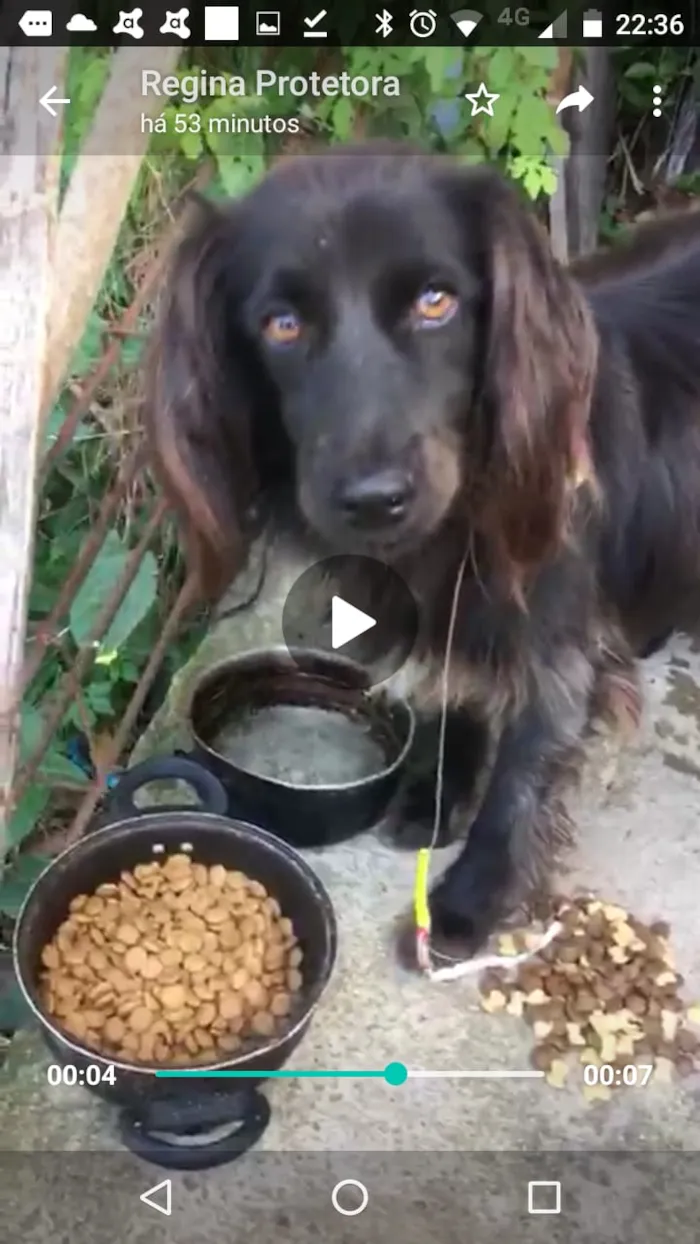 Cachorro ra a SRD idade 1 ano nome Lady