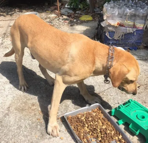 Cachorro ra a Labrador idade 2 anos nome Simba