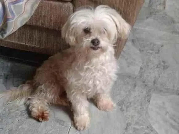 Cachorro ra a Poodle idade 6 ou mais anos nome FOFÃO