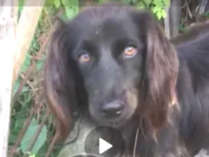 Cachorro raça SRD idade 1 ano nome Lady