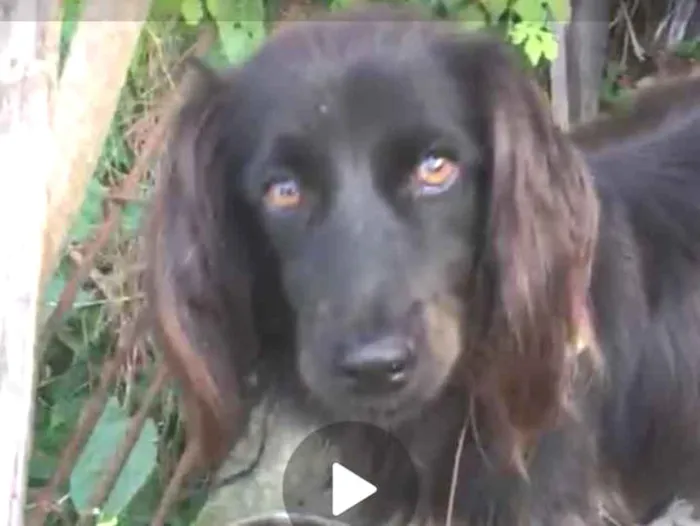 Cachorro ra a SRD idade 1 ano nome Lady