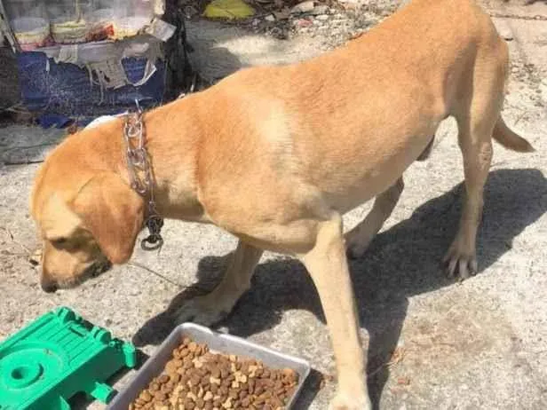 Cachorro ra a Labrador idade 2 anos nome Simba