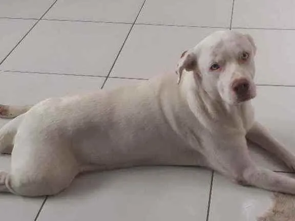 Cachorro ra a Rachado com pitbul idade 3 anos nome Russo