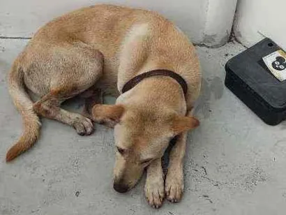 Cachorro raça Virá Lata idade 6 ou mais anos nome NãoSei