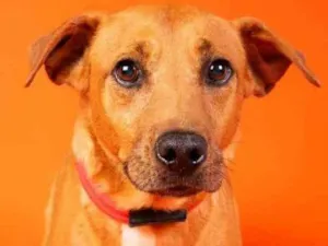 Cachorro raça  idade 2 anos nome Edu 