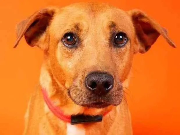 Cachorro raça  idade 2 anos nome Edu 