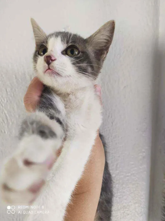 Gato raça SRD idade 2 a 6 meses nome Miou