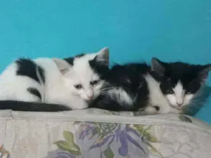 Gato raça SRD idade Abaixo de 2 meses nome Mia