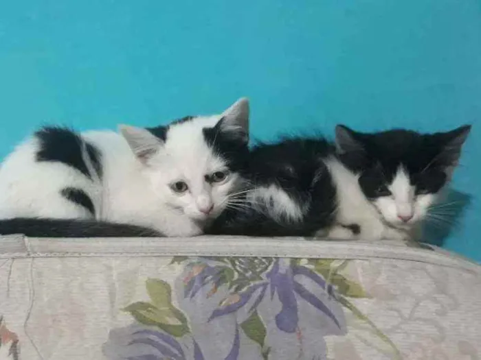 Gato raça SRD idade Abaixo de 2 meses nome Clarinha