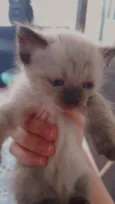 Gatinhos