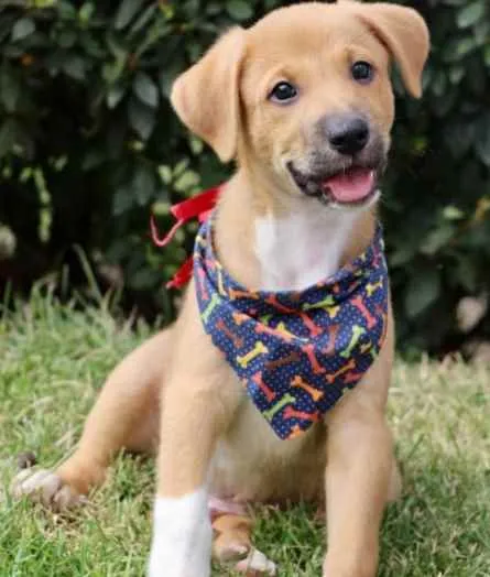 Cachorro raça SRD  idade 2 a 6 meses nome Alex 