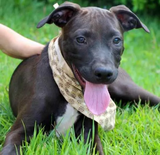 Cachorro raça SRD  idade 2 a 6 meses nome João 