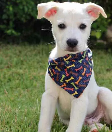 Cachorro raça SRD  idade 2 a 6 meses nome Mark 