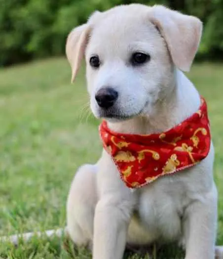 Cachorro raça SRD  idade 2 a 6 meses nome Jackson 