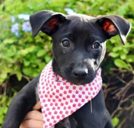 Cachorro raça SRD  idade 2 a 6 meses nome Lexie 