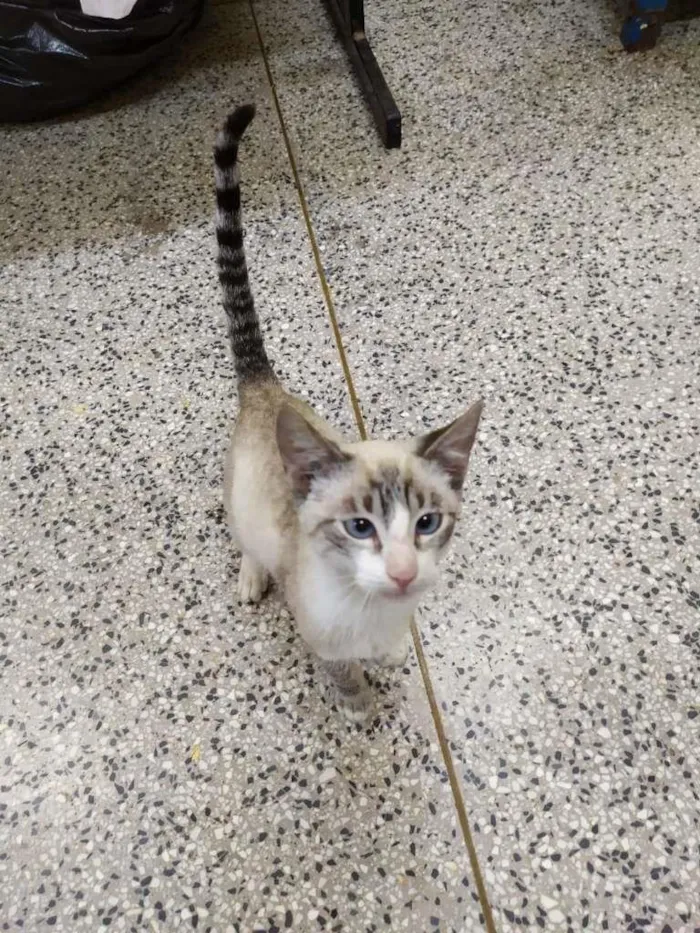 Gato ra a SRD-ViraLata idade 2 a 6 meses nome Miguel O intruso