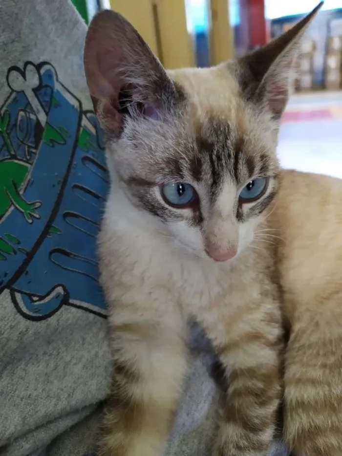 Gato ra a SRD-ViraLata idade 2 a 6 meses nome Miguel O intruso