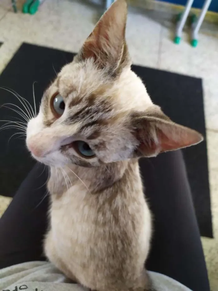 Gato ra a SRD-ViraLata idade 2 a 6 meses nome Miguel O intruso