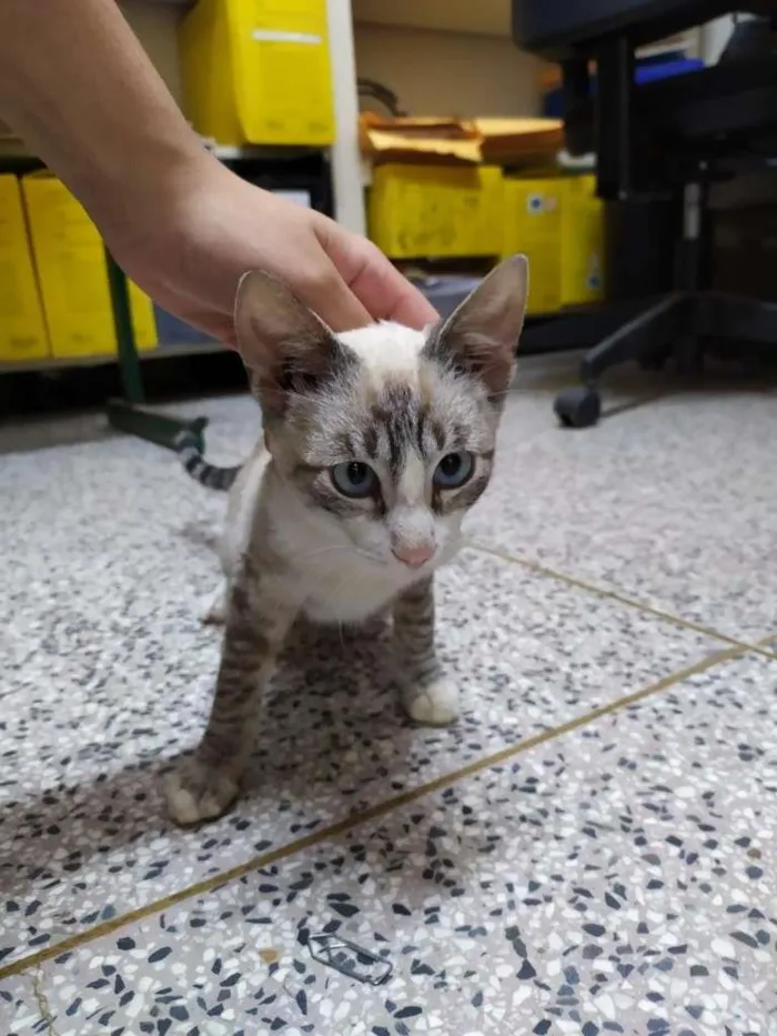 Gato ra a SRD-ViraLata idade 2 a 6 meses nome Miguel O intruso