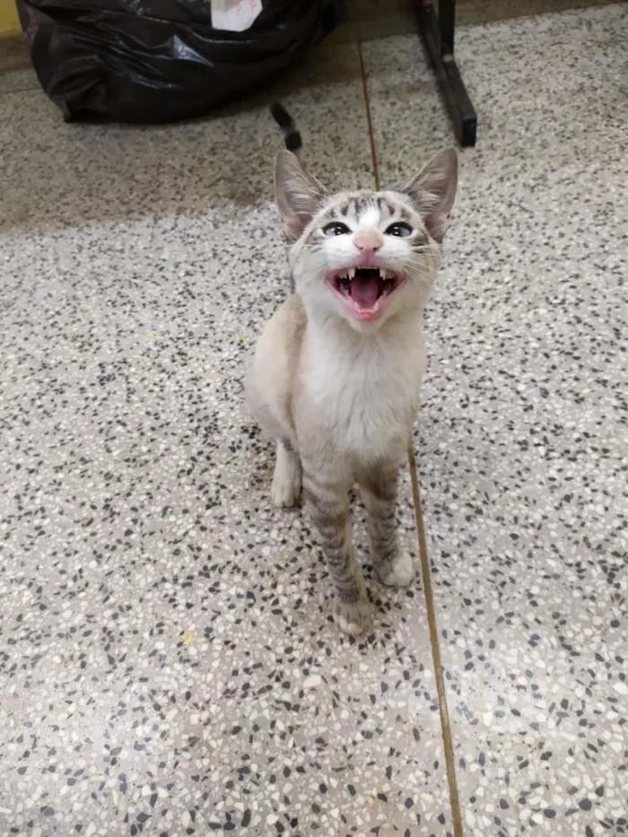 Gato ra a SRD-ViraLata idade 2 a 6 meses nome Miguel O intruso