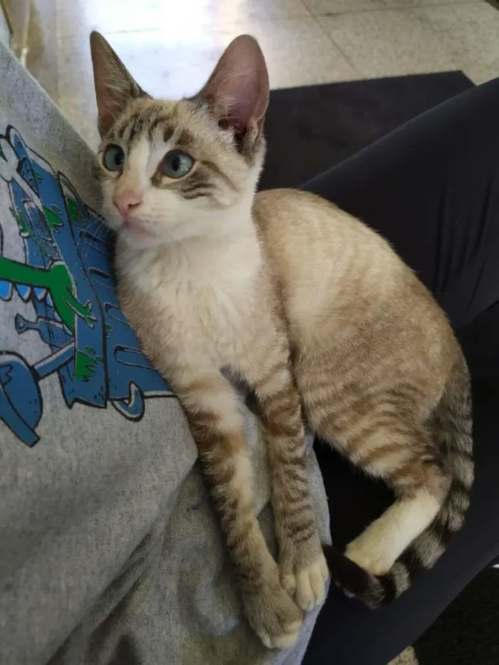 Gato ra a SRD-ViraLata idade 2 a 6 meses nome Miguel O intruso