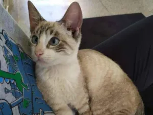 Gato raça SRD-ViraLata idade 2 a 6 meses nome Miguel O intruso