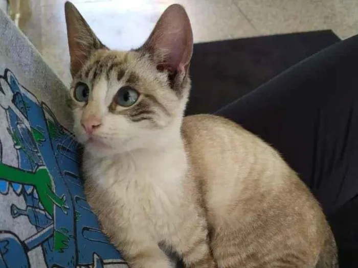 Gato ra a SRD-ViraLata idade 2 a 6 meses nome Miguel O intruso