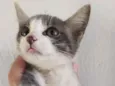 Miou