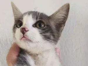 Gato raça SRD idade 2 a 6 meses nome Miou