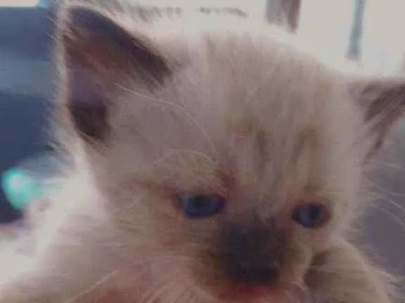 Gato ra a  idade Abaixo de 2 meses nome Gatinhos