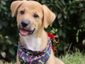 Cachorro raça SRD  idade 2 a 6 meses nome Alex 