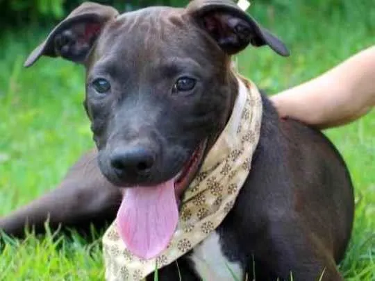 Cachorro raça SRD  idade 2 a 6 meses nome João 