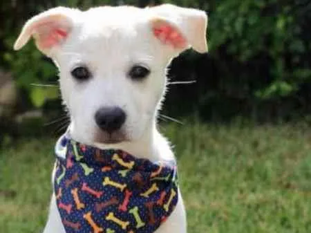 Cachorro raça SRD  idade 2 a 6 meses nome Mark 