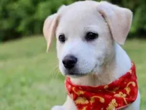 Cachorro raça SRD  idade 2 a 6 meses nome Jackson 